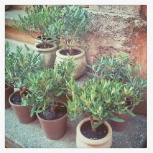 Un jardin en ville 1