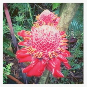 Jardin des arômes 1