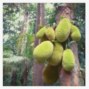 Jardin des arômes 2