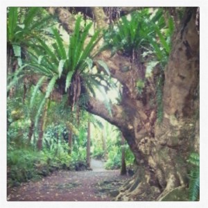 Jardin des arômes 4