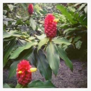 Jardin des arômes 5